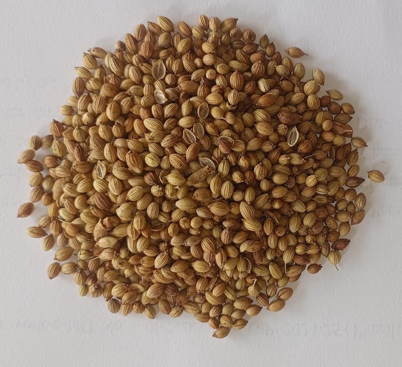 DHAINA/ CORIANDER (PACK OF 3) view 2