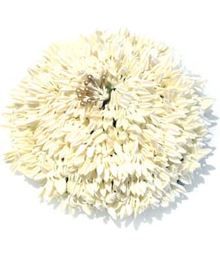 La Belleza - White Women's Hair Bun ( Pack of 1 )