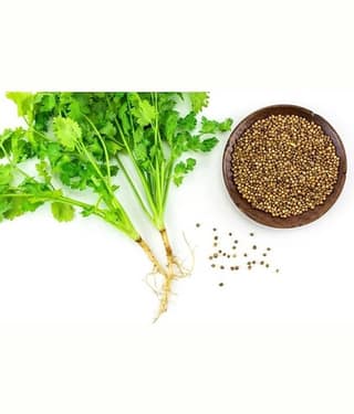 Coriander (Dhaniya) Best Quality Seeds - Pack of 200 Premium Seeds