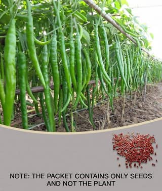 HOT CHILLI PEPPER DESIRE SEED (PACK OF 50 SEED X 1 PER PKTS)