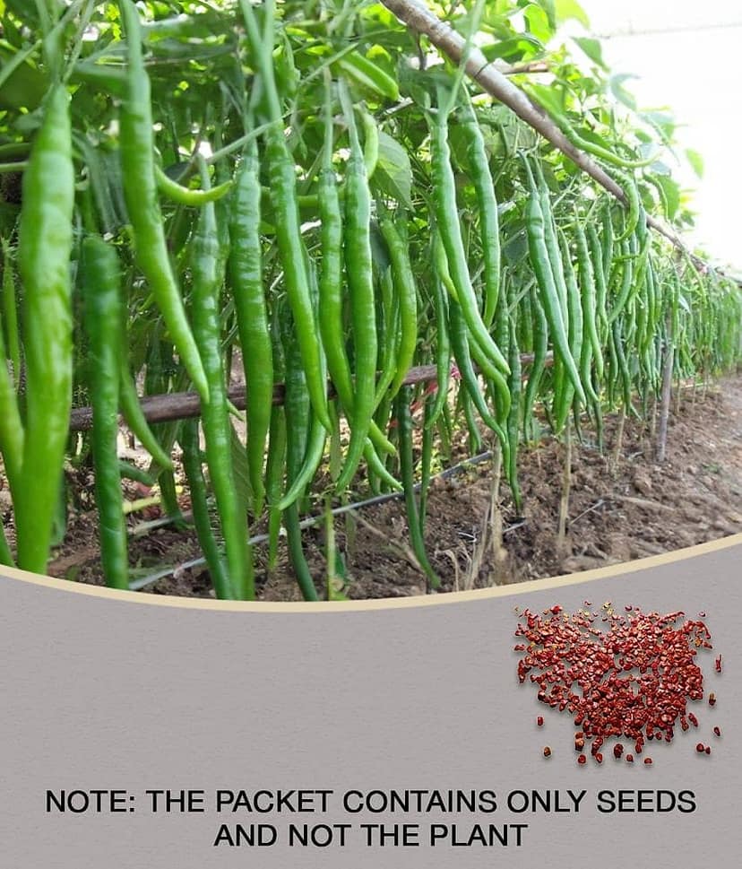 HOT CHILLI PEPPER DESIRE SEED (PACK OF 50 SEED X 1 PER PKTS)