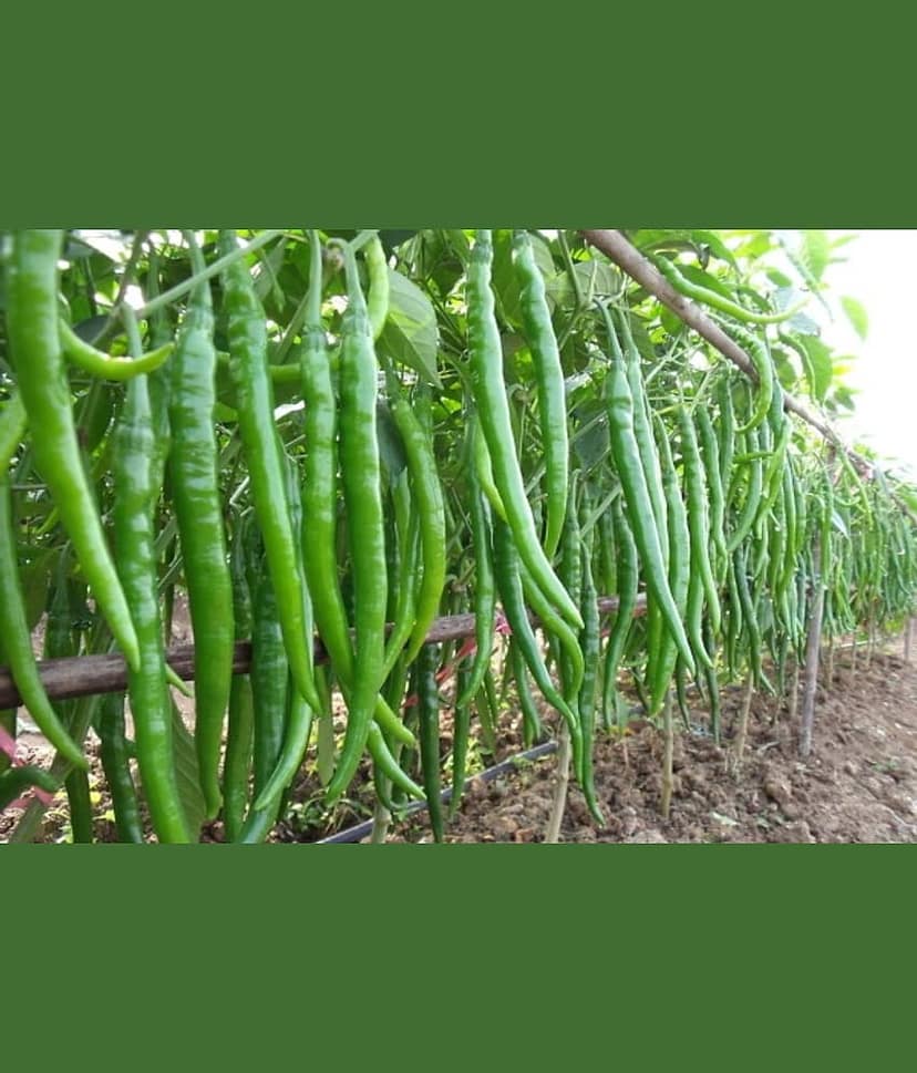 HOT CHILLI PEPPER DESIRE SEED (PACK OF 50 SEED X 1 PER PKTS) view 2
