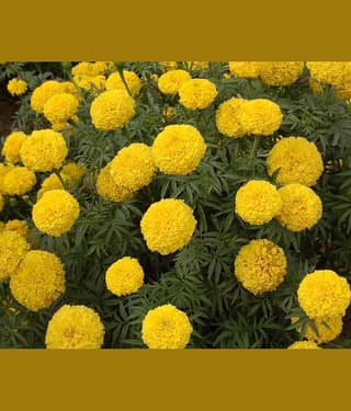 homeagro - Marigold Flower ( 50 Seeds )