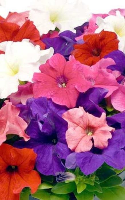 PETUNIA EZ RIDER MIX FORMULA SEEDS - 50 SEEDS view 2