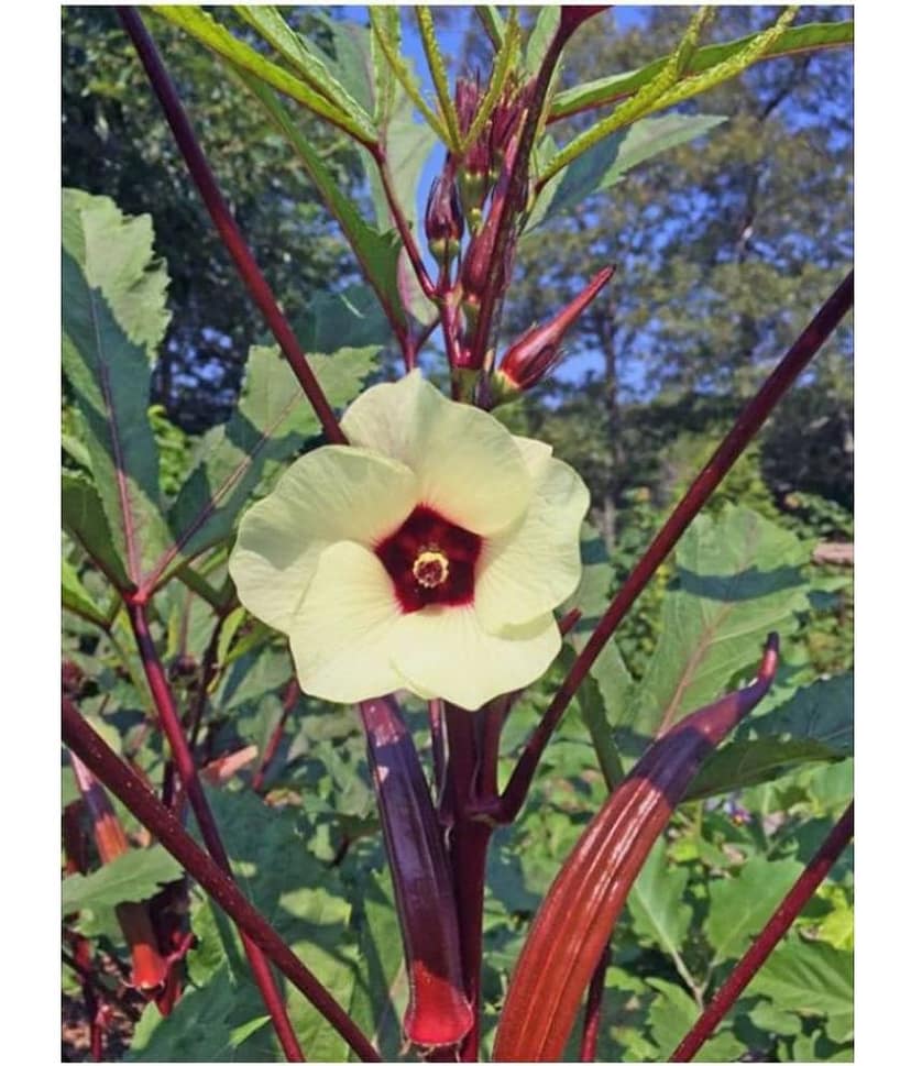 homeagro - Lady Finger Vegetable ( 50 Seeds ) view 2