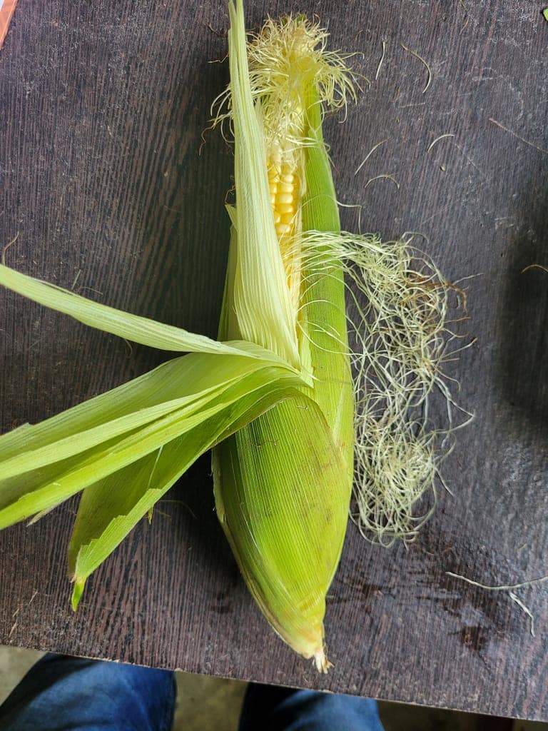 Maize (Sweet Corn) view 2