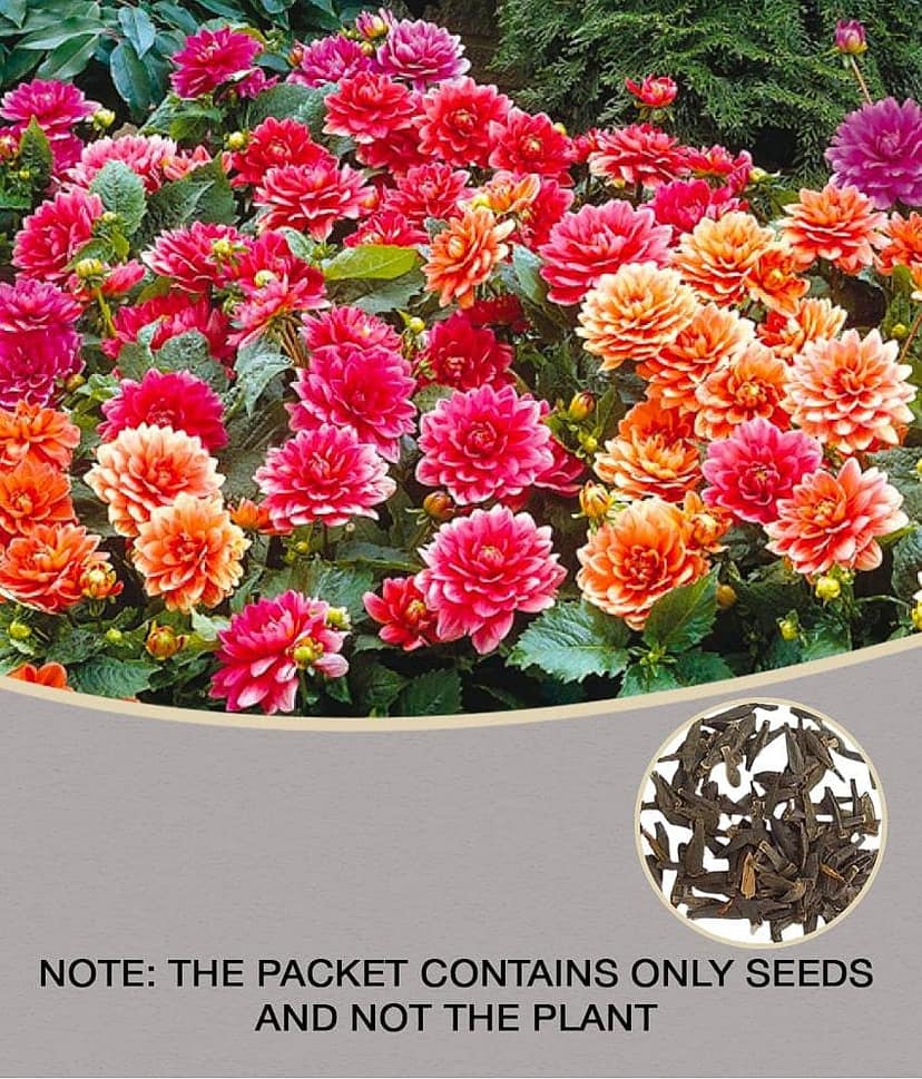 homeagro - Dahlia Mixed Flower ( 25 Seeds )
