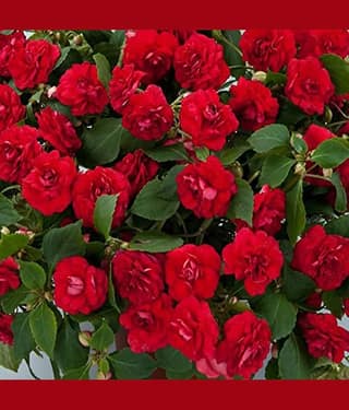 homeagro - Balsam Mixed Flower ( 20 Seeds )