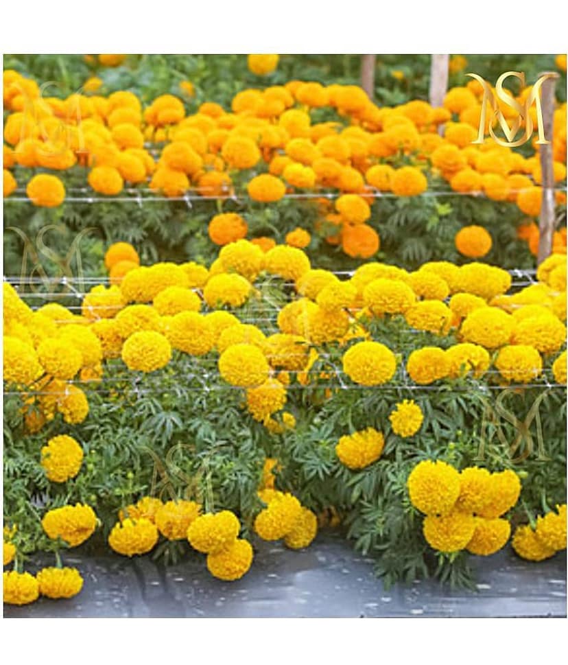 Marigold Flower mix Seeds ( Pack of 30 Seeds)