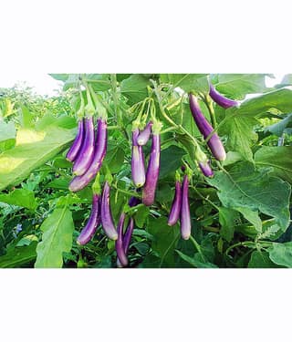homeagro - Brinjal Vegetable ( 100 Seeds )