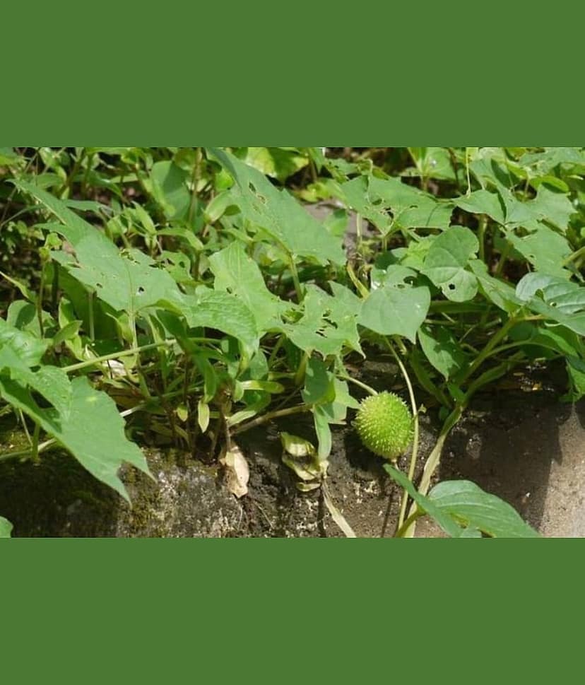 Greenwill Kakoda kantola Momordica dioica Seed (20 per packet) view 2