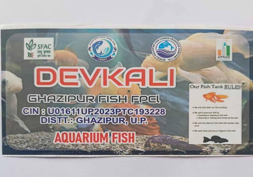 Goldfish (Coloured Aquarium Freshwater Fish) view 2