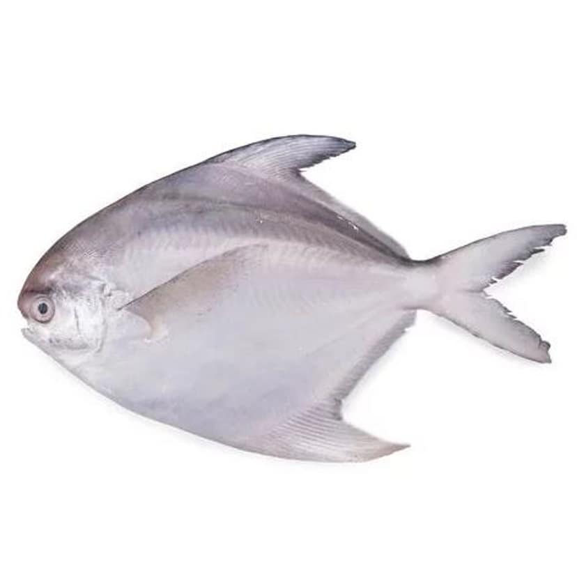 Pomfret Fish - Large 1 Kg