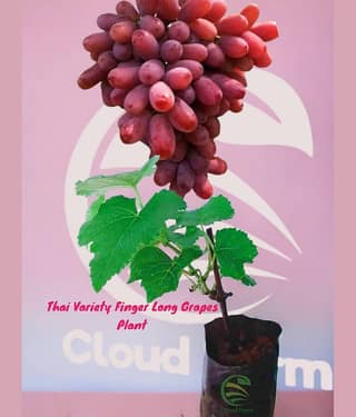 Cloud Farm Outdoor Fruit Plant ( Pack of 1 )
