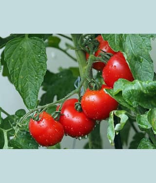 DECORPLIX Tomato Vegetable ( 150 Seeds )