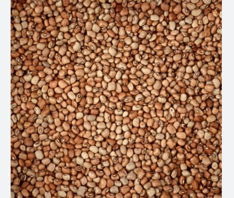 Red Cow Pea view 2