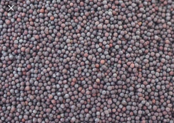 Mustard / Rayada/ Sarso 1Kg packing view 2