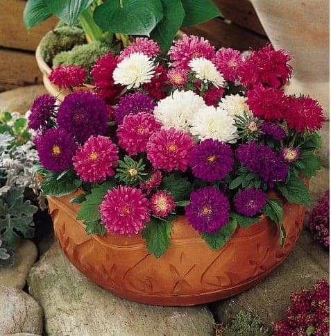 ASTER POT "N" PATIO MIXED SEEDS