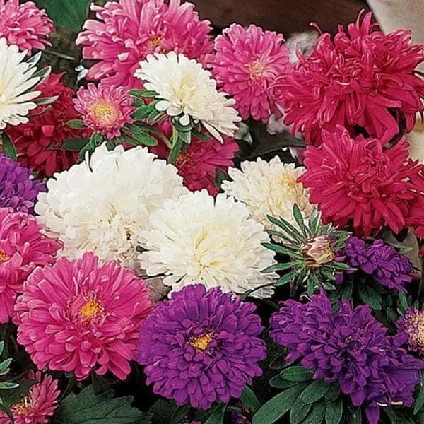 ASTER POT "N" PATIO MIXED SEEDS view 2
