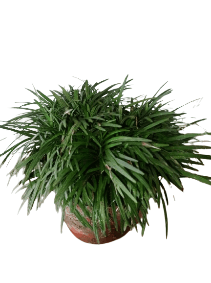 Grass Outdoor Lawn Garden Grass Plant view 2