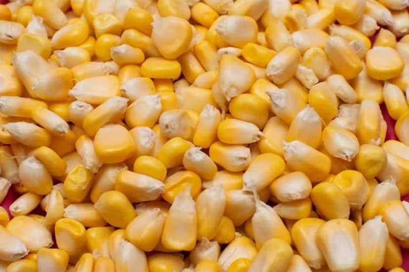 Maize | Popping Kernels view 2