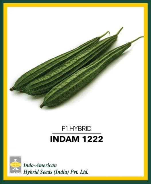 Ridgegourd Indam - 1222 [HY] - 20 SEEDS view 2