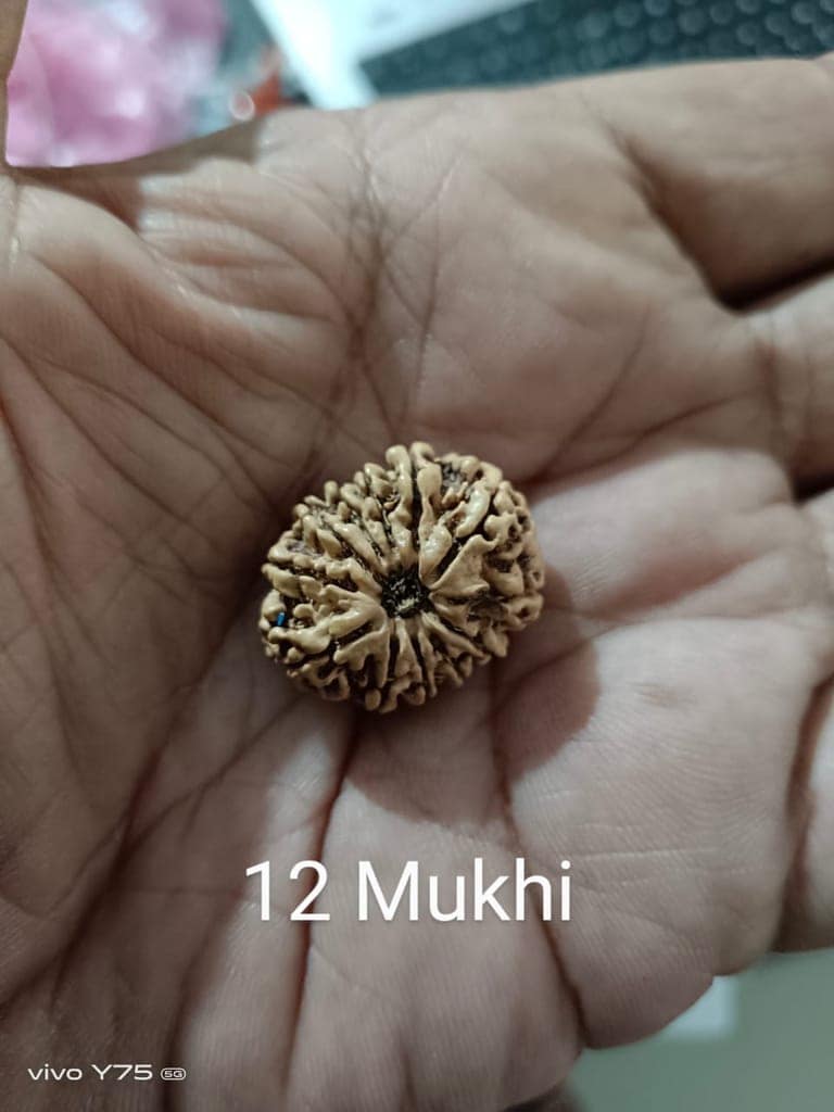 12 mukhi Rudraksh view 2