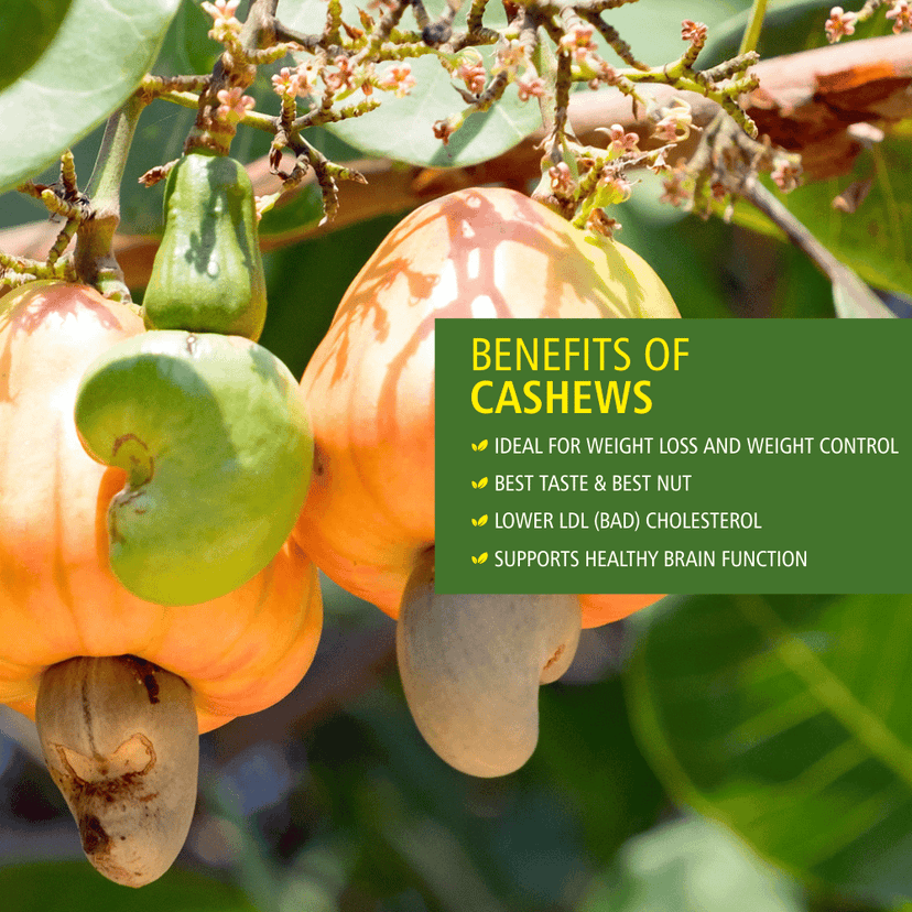 Everyday Four Goan Cashew Nuts Kaju 200g | Unsalted view 2