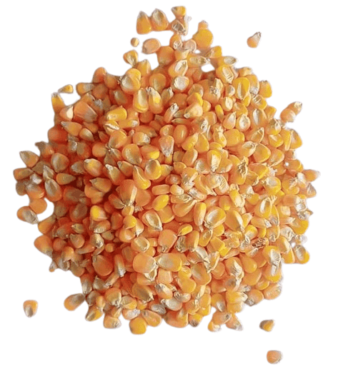 Maize kernel view 2