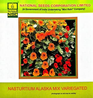 NSC Nasturtium Alaska mix Variegated-3gms