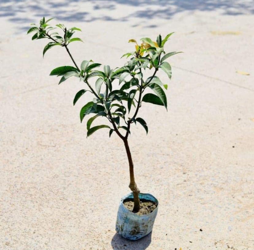 Buy Dasheri Mango Grafted Plant Online – 1.5 to 2 Ft | High-Quality Fruit Tree in Nursery Bag