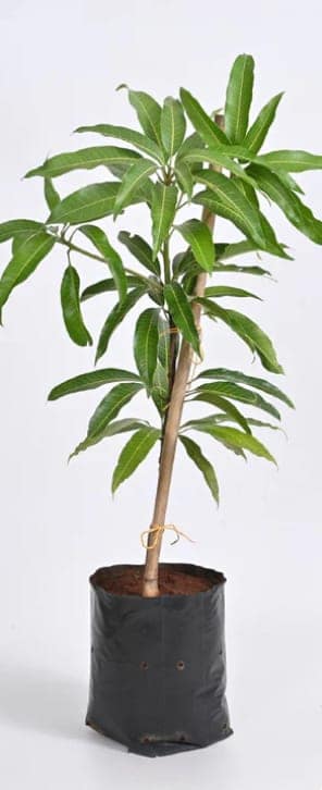 Buy Dasheri Mango Grafted Plant Online – 1.5 to 2 Ft | High-Quality Fruit Tree in Nursery Bag view 2