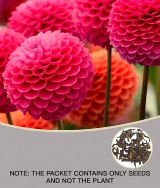 homeagro - Dahlia Mixed Flower ( 25 Seeds )