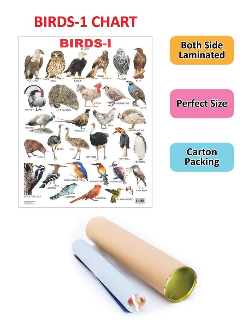 Birds-1 Educational Wall Chart For Kids - Both Side Hard Laminated (Size 48 x 73 cm) [Poster] Dreamland Publications view 2