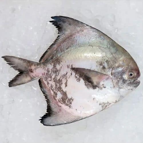 Kapri Pomfret 1 Kg