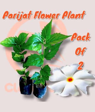Cloud Farm Outdoor Flower Plant ( Pack of 2 )