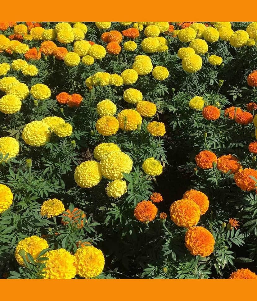 Jignisha Seeds Dhan Basanti Marigold Flower ( 50 Seeds ) view 2