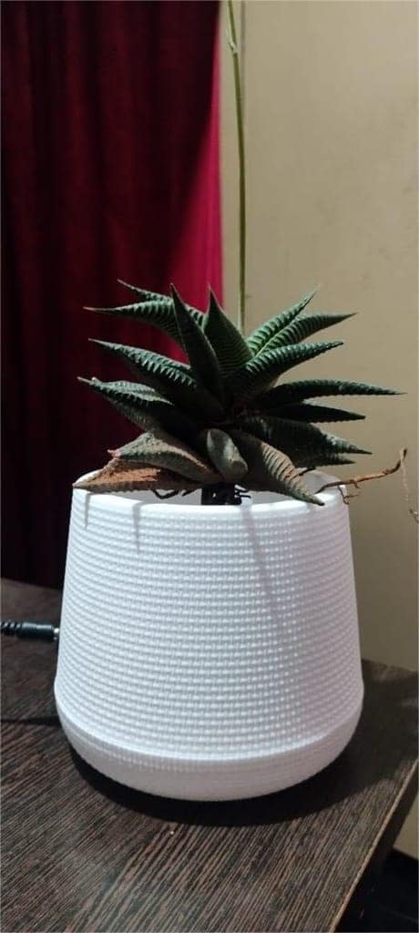 SONCHIRAIYA PLANT POT(INDOOR POTS-90) INCLUDE PLANT view 2