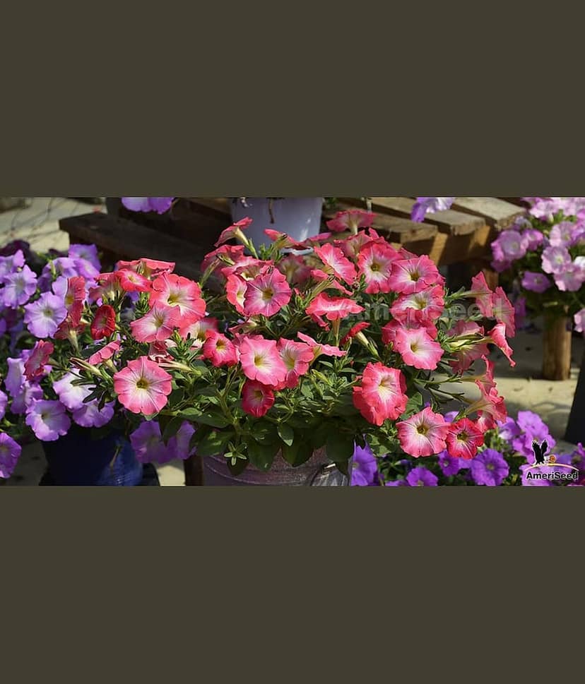 homeagro - Petunia Mixed Flower ( 50 Seeds )