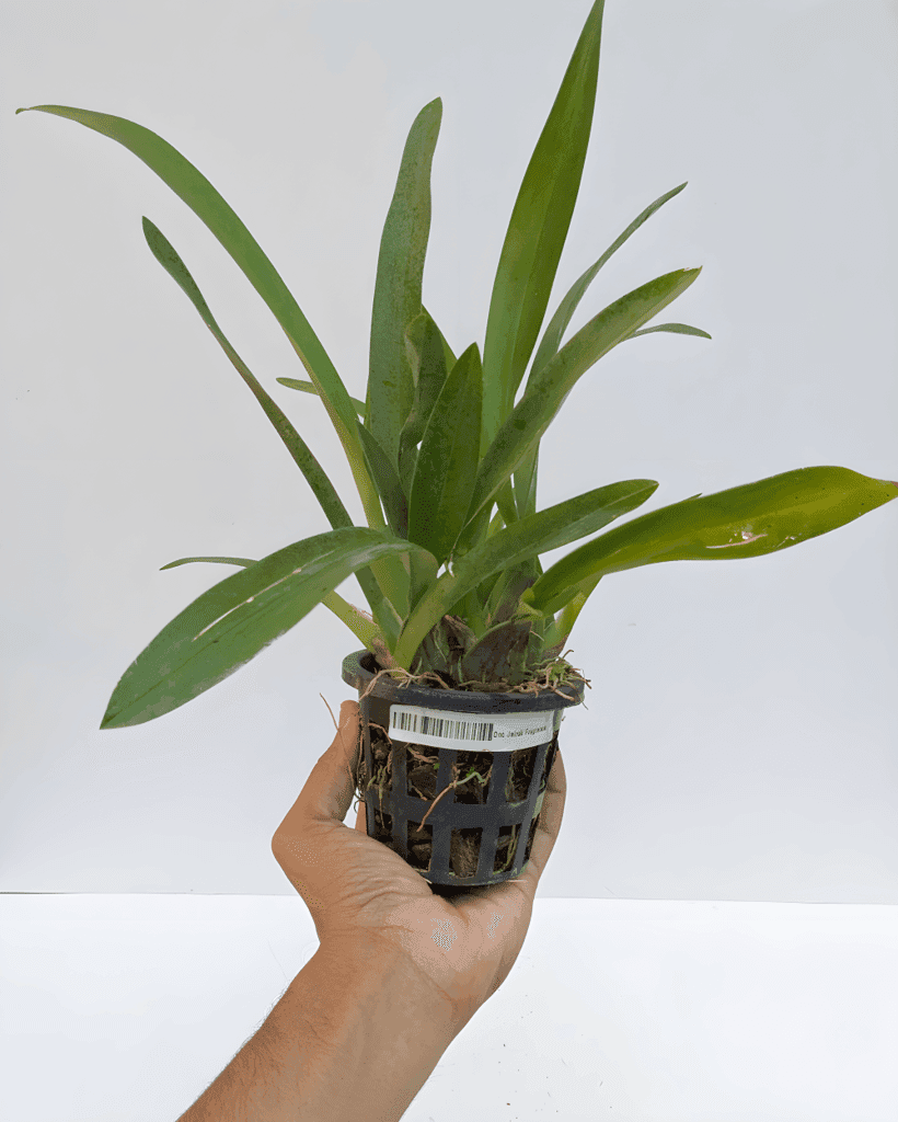 Divine Blossoms Imported Plant of Oncidium Orchid Hybrid Jairak Fragance Without Flowers for Home Gardening, Balcony & Indoor & Outdoor Gardening (Oncidium Orchids Plants) view 2