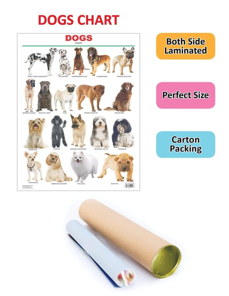 Dogs Educational Wall Chart For Kids - Both Side Hard Laminated (Size 48 x 73 cm) [Poster] Dreamland Publications view 2