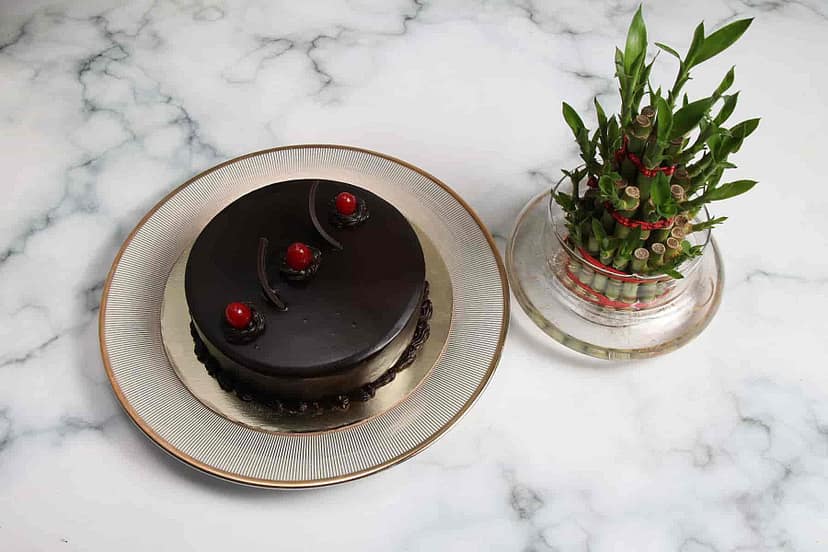 Bamboo with choco truffle cake [3 layer]