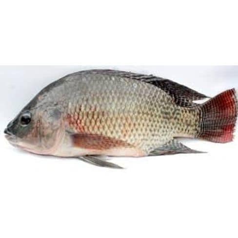 Chilapi Fish 1 Kg