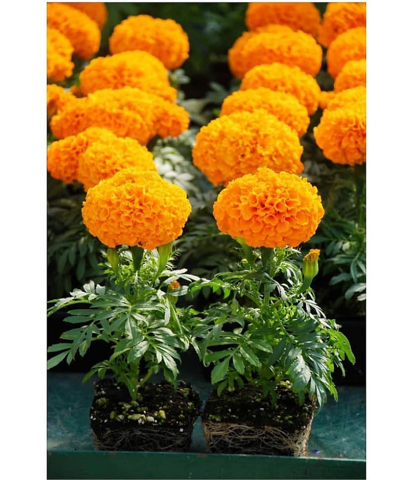 MARIGOLD DHANBASANTI FLOWER SEEDS MAROGOLD 50 Seeds view 2