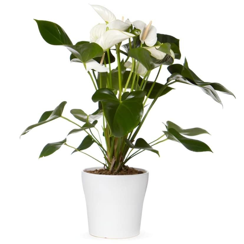 NSC ANTHURIUM WHITE PLANT view 2