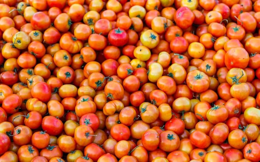 Tomato view 2