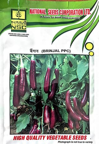 NSC BRINJAL PPC SEEDS -10GM