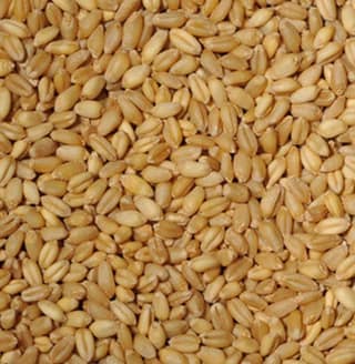 WHEAT