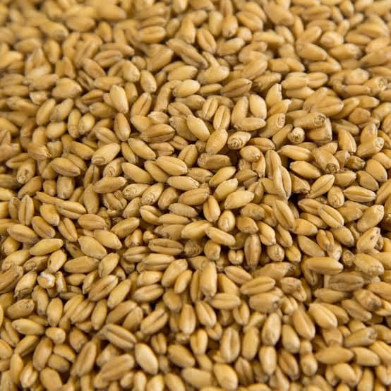 WHEAT view 2