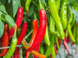 NSC Hy. Chilli Arka Megana, 5 gram Truthfully Labelled seed Pouch view 2